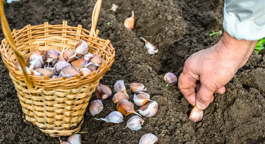 Mano che pianta spicchi d'aglio nel terreno. Ottimo momento per capire cosa piantare a dicembre e preparare il raccolto futuro.