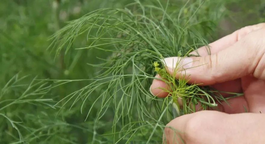 Hände ernten frischen Dill. Zarte grüne Zweige mit feinen Blättern werden vorsichtig gepflückt.