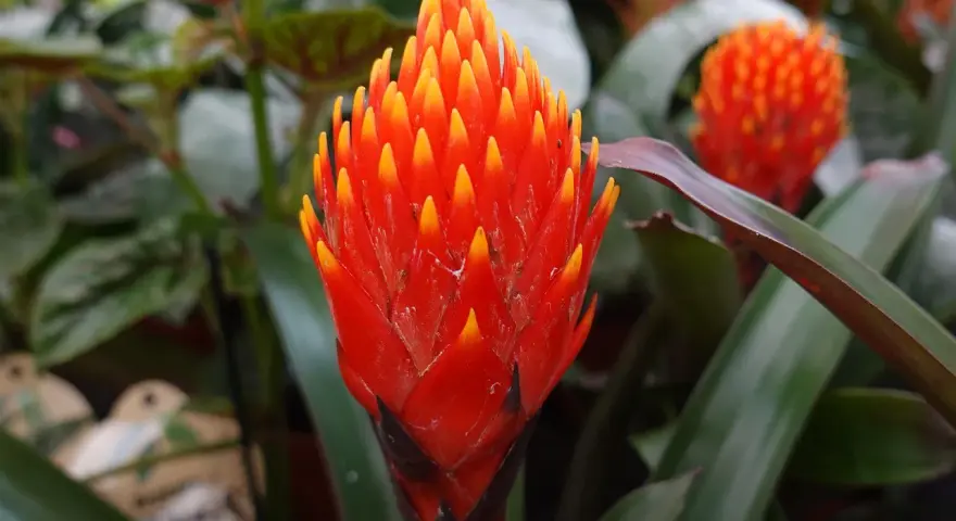 Jasna, ognista guzmania. Dowiedz się, jak dbać o tę egzotyczną piękność, by cieszyć się jej barwami.