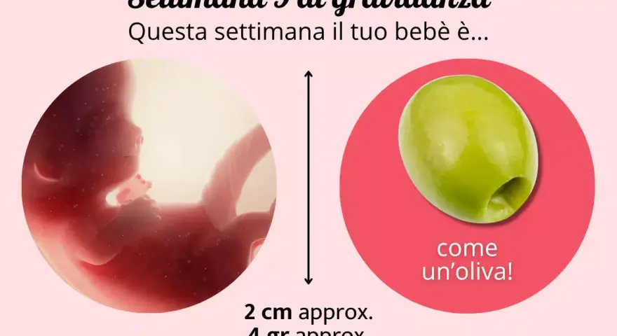 A 9 settimane di gravidanza, il feto è grande come un'oliva, circa 2 cm e 4 grammi.