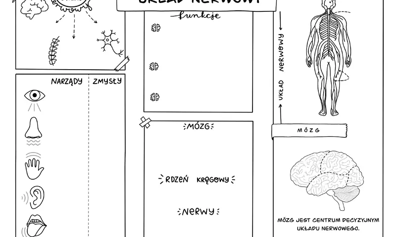 Darmowe karty pracy z przyrody: Zajęcia terenowe PDF i pomysły