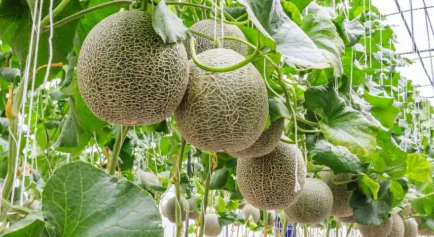 Meloni maturi appesi a una pianta in serra, con le loro reti distintive visibili.