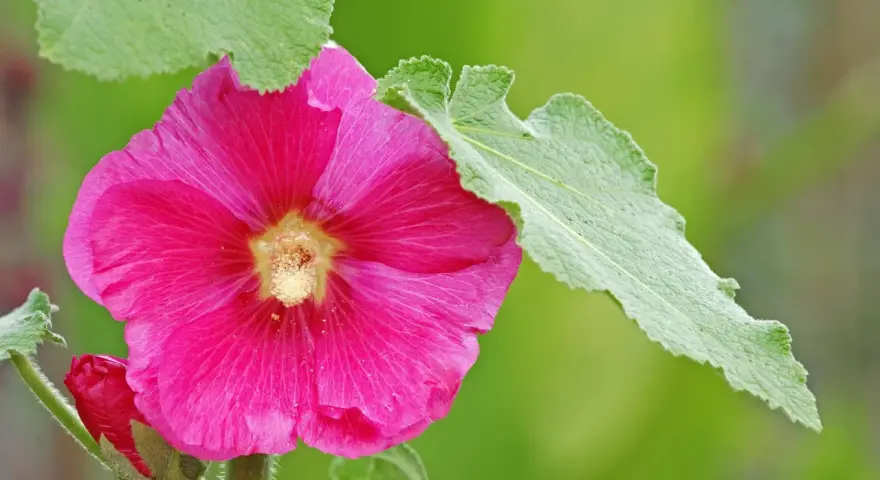 Eine leuchtend pinke Stockrose blüht, umgeben von grünen Blättern. Der ideale stockrosen standort ist sonnig und geschützt.