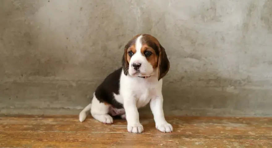 Jak wytresować beagle, aby uniknąć problemów w przyszłości