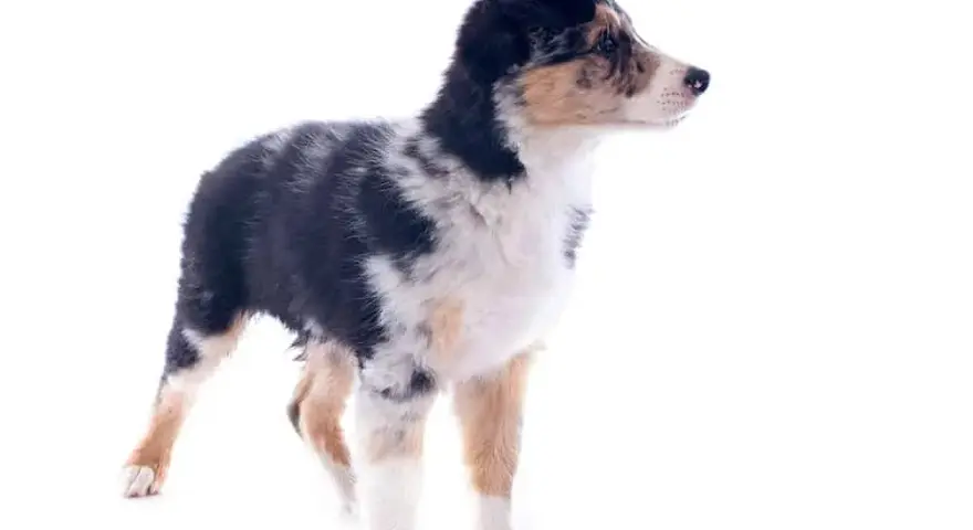 Kiedy szczeniak border collie zmienia sierść i jak to ułatwić
