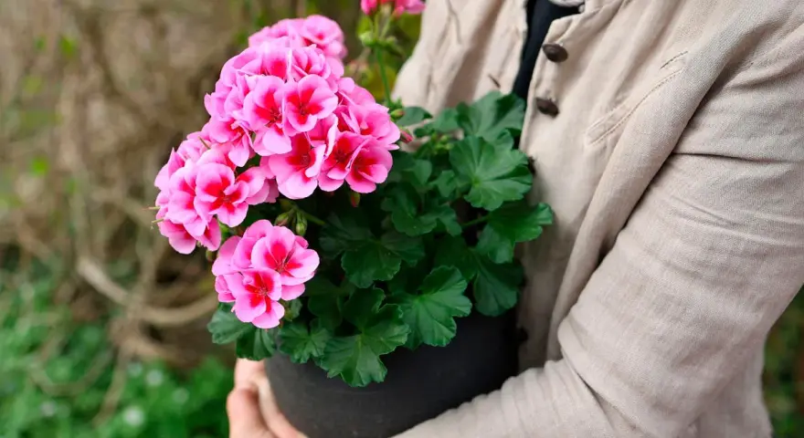 En person håller en kruka med rosa pelargoner. Kanske är det en av de vackraste i årets pelargon lista.