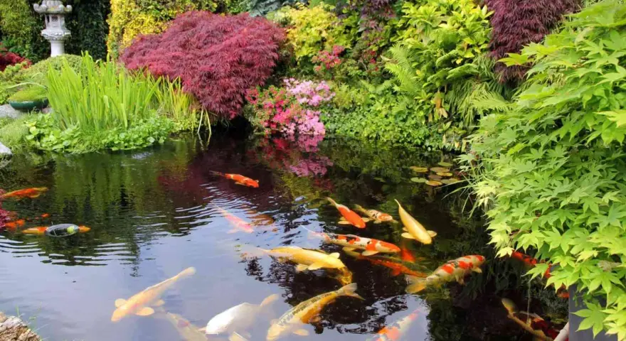 En vacker damm med simmande koi-fiskar och frodig grönska. En perfekt plats för damm inspiration och lugn.