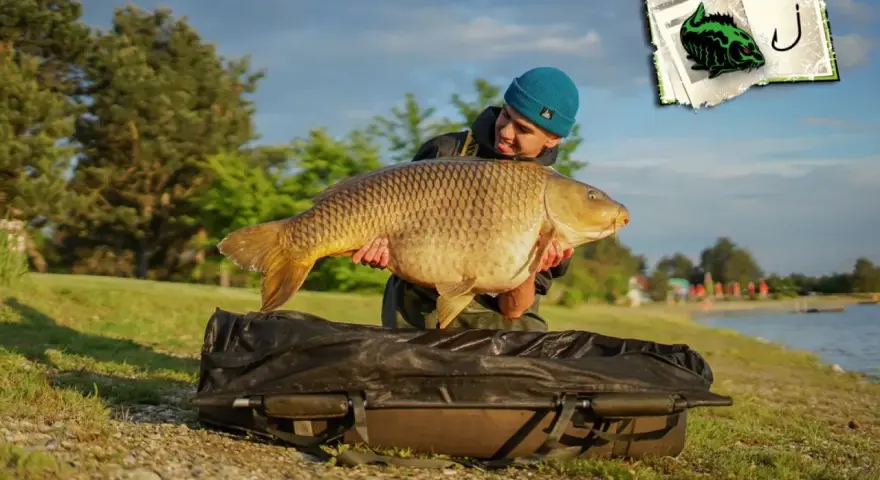 Glücklicher Angler präsentiert stolz einen riesigen Karpfen am Schwerborner See.