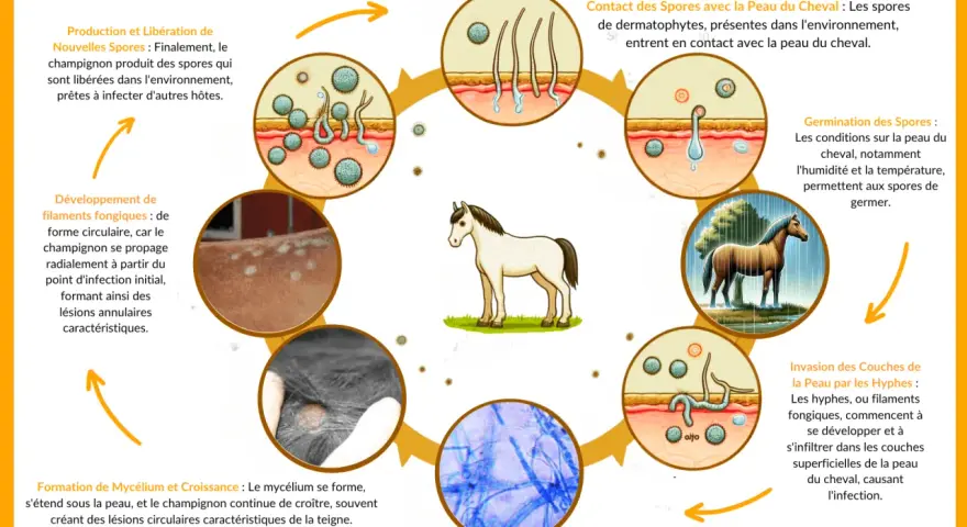 Cycle de vie du champignon responsable de la teigne cheval, montrant la contamination, la germination des spores, l'invasion de la peau et la formation de lésions caractéristiques.