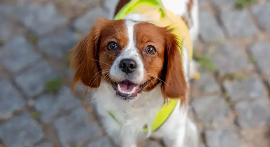 Spaniel włosy czy sierść - poznaj kluczowe różnice w pielęgnacji