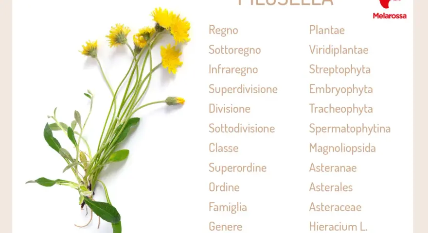 Pilosella: un fiore giallo con dettagli sulla sua classificazione botanica. Scopri a cosa serve questa pianta.