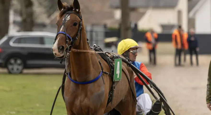 Un cheval brun avec un numéro 4 sur son harnais, prêt pour une trotteur course. Le driver porte un casque jaune.