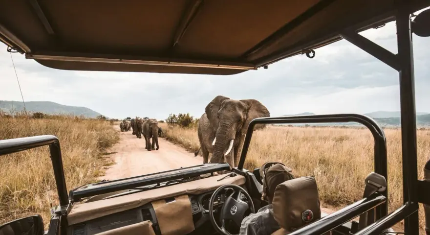 Niesamowite safari w Afryce! Słoń idzie prosto w stronę samochodu, a za nim cała rodzina. Niezapomniane przeżycie.