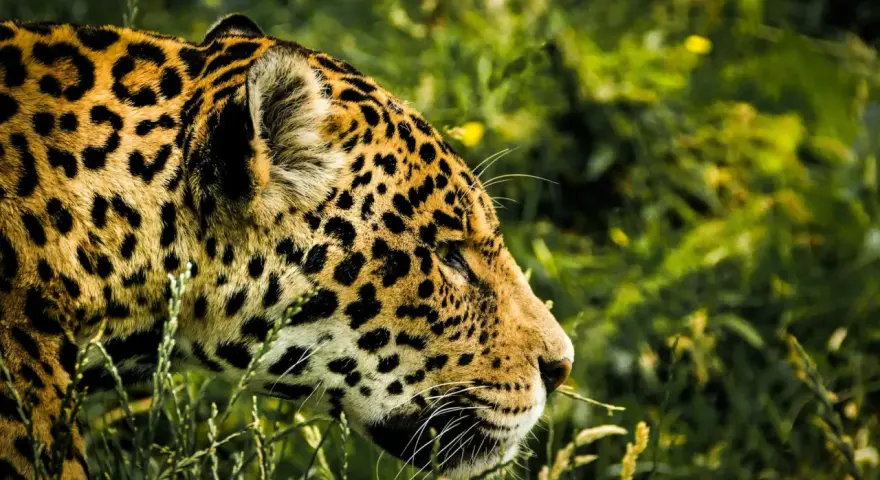 Piękny jaguar w swoim naturalnym środowisku, wśród bujnej zieleni Pantanalu. Jego cętkowana sierść idealnie wtapia się w otoczenie.