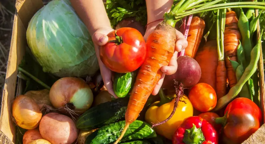 Cesto pieno di verdure di stagione di maggio: pomodori, carote, cavoli, cipolle, patate, peperoni, cetrioli e fagiolini.