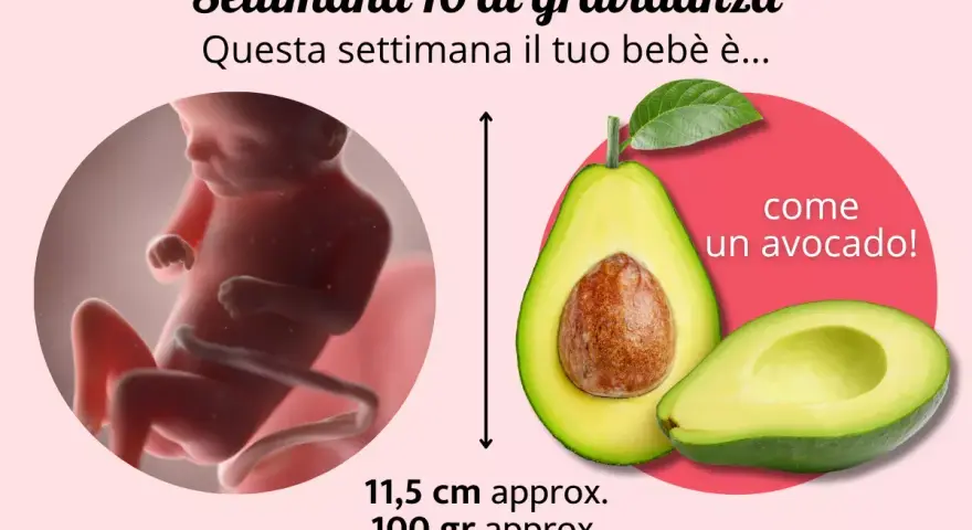 Il tuo bebè ha 16 settimane, circa 4 mesi di gravidanza, e misura come un avocado.