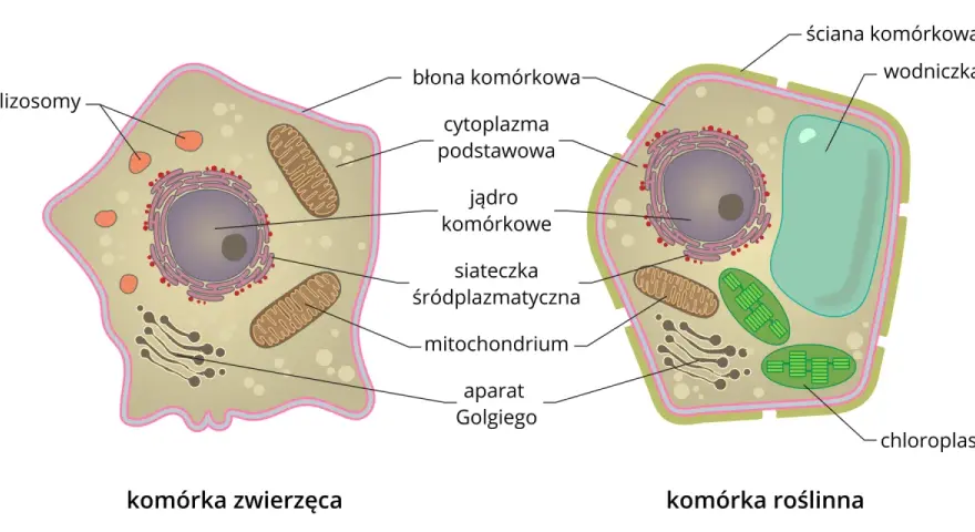 Czym różni się komórka roślinna od zwierzęcej? Kluczowe różnice i znaczenie