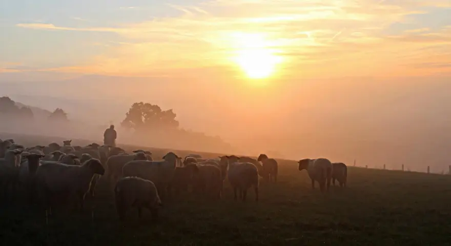 Pasterz prowadzi stado owiec przez mglisty poranek, słońce wschodzi, tworząc ciepłą, złotą poświatę, jak w psalm 72.