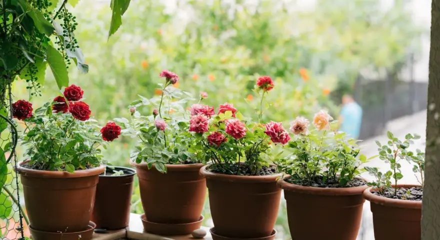 Vackra rosor i krukor på en balkong. En person plantera ros och njuter av blommorna.