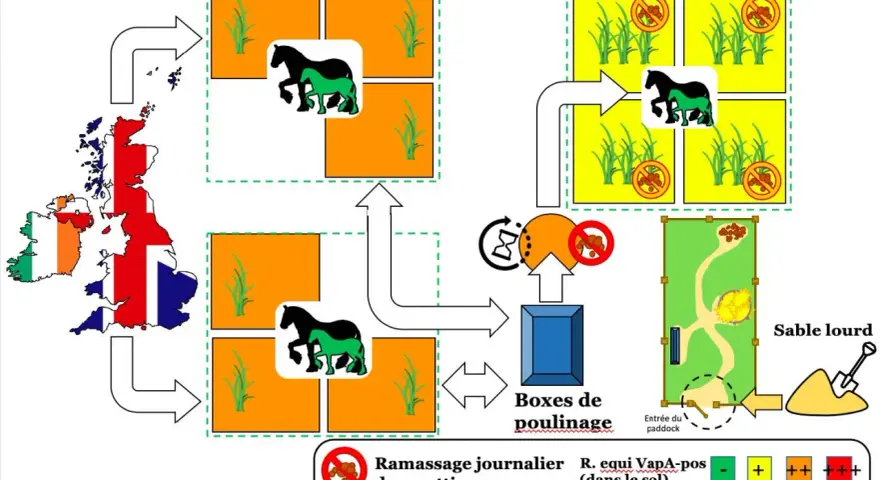 Schéma illustrant la gestion des zones A et B pour prévenir la rhodococcose chez un poulain.