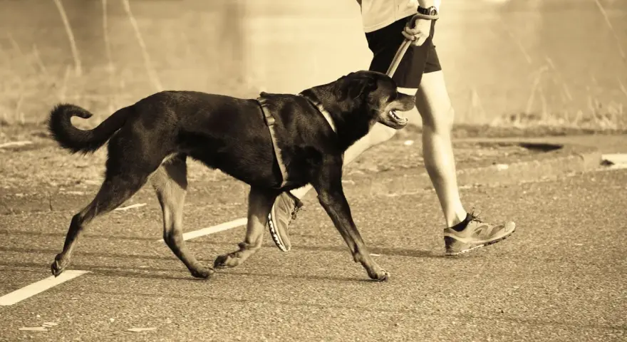 Un homme et son chien courent ensemble sur un chemin. Le chien, noir et portant un harnais, trotte joyeusement à côté de son maître.