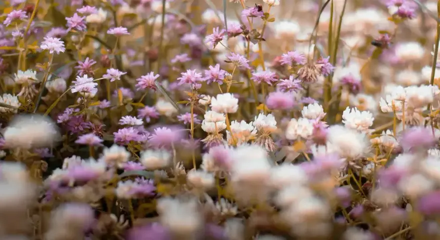 Un campo di fiori di trifoglio rosa e bianco. I fiori di Bach a cosa servono? A ritrovare l'equilibrio interiore, come questi fiori donano serenità.