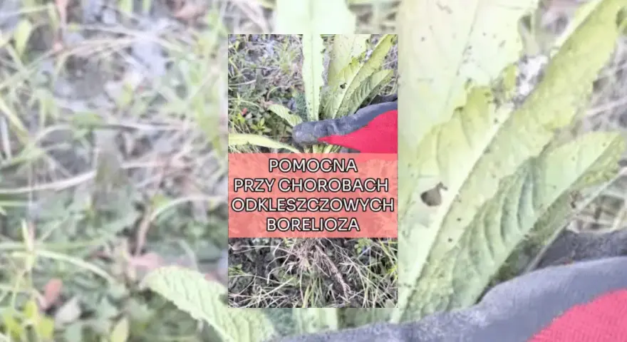 Na boreliozę jaki lek - skuteczne terapie i ich bezpieczeństwo
