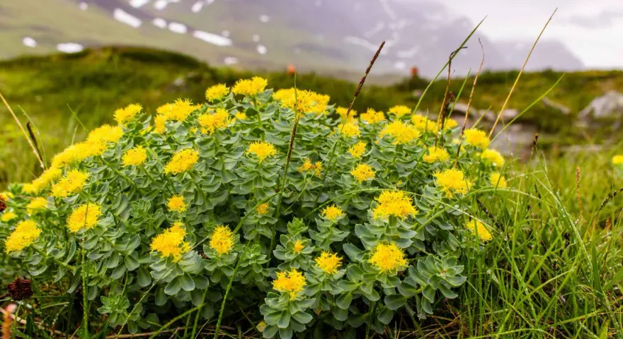 Un campo di fiori gialli di Rhodiola rosea in montagna, noti per i loro benefici adattogeni.