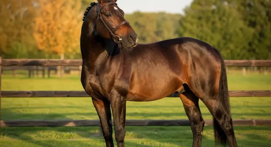 Magnifique etalon cheval bai, crinière tressée, dans un pré verdoyant, au soleil couchant.