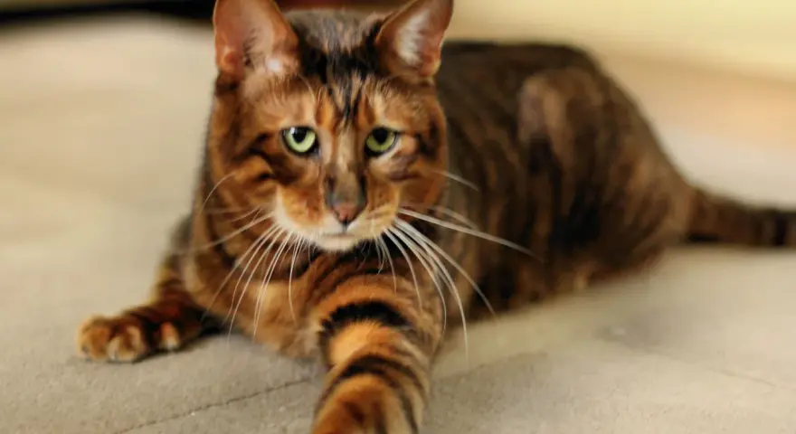 Piękny kot toyger o pręgowanym futrze leży na jasnym dywanie. Zastanawiasz się nad kot toyger cena?