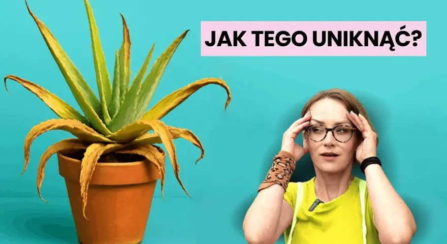 Jak sadzić aloes w doniczce, aby uniknąć najczęstszych błędów