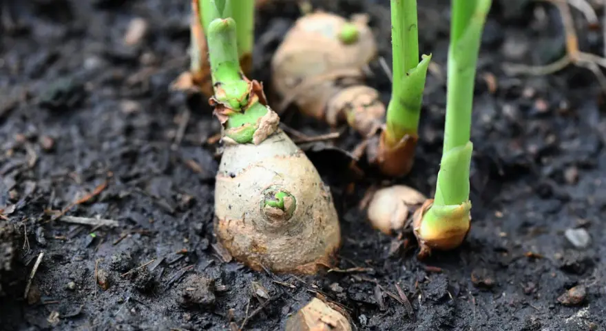 Frische Triebe sprießen aus den Rhizomen. Das ist der Beginn, ingwer pflanzen erfolgreich anzubauen.
