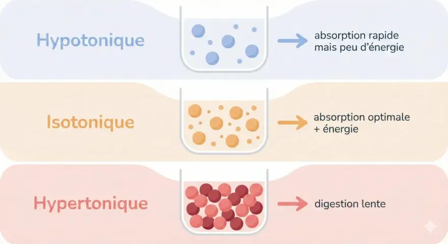 Comparaison des boissons : hypotonique (rapide, peu d'énergie), isotonique (optimale, énergie) et hypertonique (digestion lente). Attention à la boisson isotonique mal choisie.