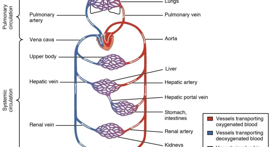 Schema des Herz-Kreislauf-Systems: Lungen, Herz, Aorta, Leber, Nieren, Magen, Darm und Körperteile. Rote Gefäße transportieren sauerstoffreiches, blaue sauerstoffarmes Blut.