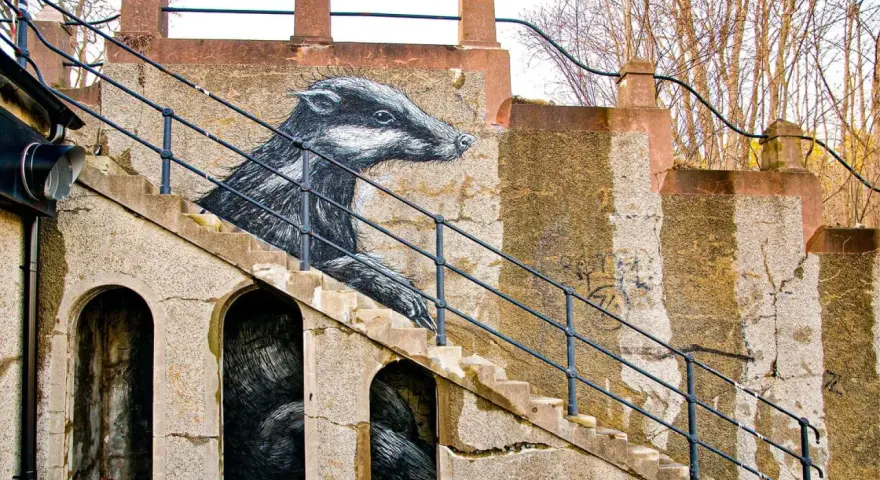 Enkel graffiti av en grävling som tittar fram ur en trappa. Konstverket är detaljerat och ger liv åt den annars slitna betongväggen.