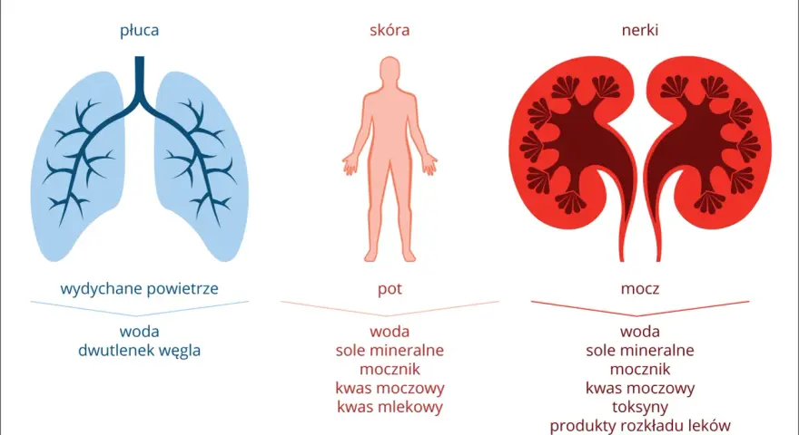Ilustracja przedstawia płuca, skórę i nerki z wypisanymi substancjami wydalanymi przez te organy.