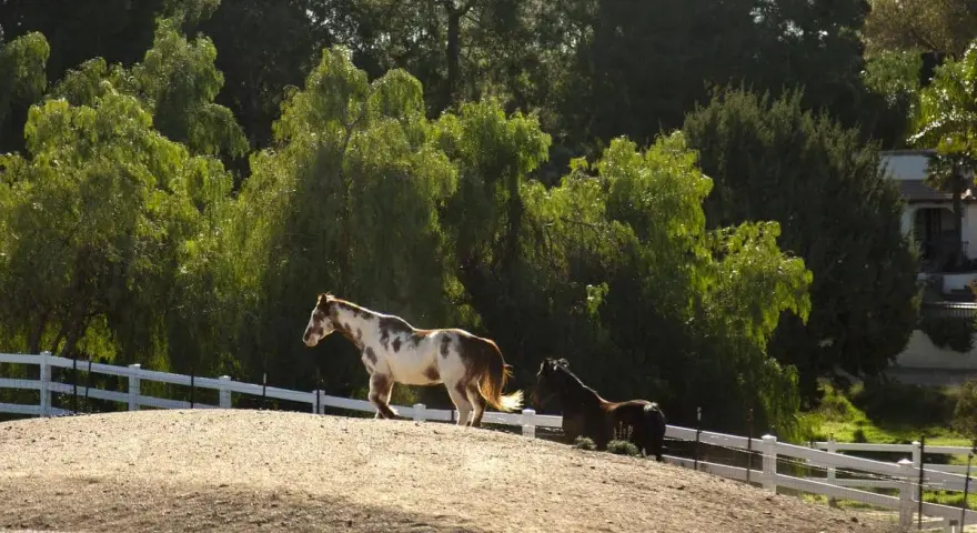 Deux chevaux, l'un pie, l'autre bai, paissent près d'une clôture blanche. La distance de clôture pour chevaux entre voisins est bien visible.