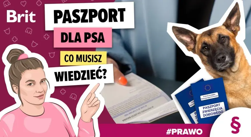 Paszport dla psa: od ręki, ale na podróż czekasz 21 dni!
