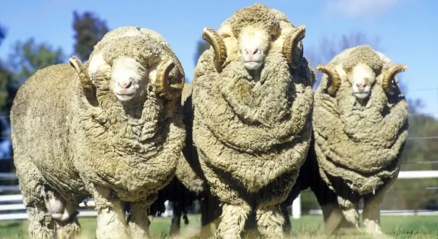 Drei Merinoschafe mit imposanten Hörnern stehen nebeneinander. Ihre dicke Wolle wirft Fragen auf bezüglich Merino Wolle Tierleid.