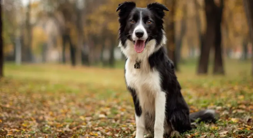 Czarno-biały border collie siedzi na tle jesiennego parku, z językiem na wierzchu.