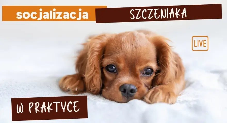 Jak socjalizować szczeniaka, aby uniknąć problemów w przyszłości