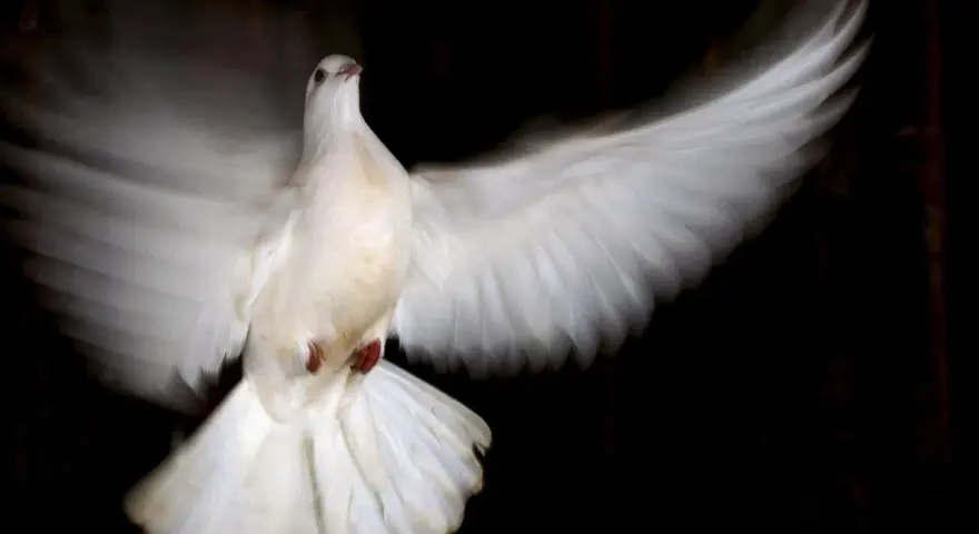 Weiße Taube im Flug, ein Symbol für den heiligen Geist.