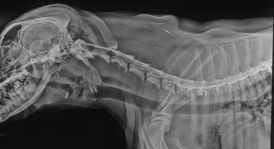 RTG kręgosłupa psa, widoczny implant. Rozważasz operację kręgosłupa u psa? Koszt może być wysoki, ale warto sprawdzić.