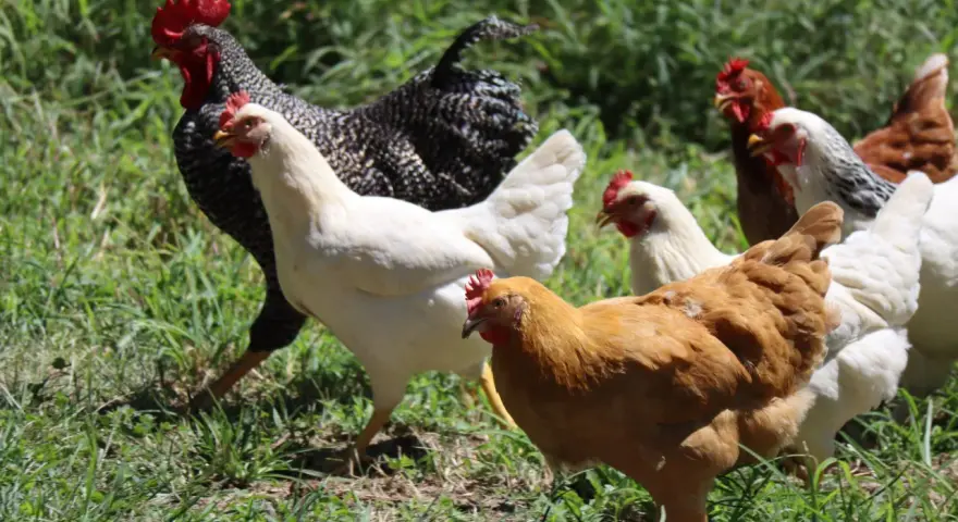 Un gallo nero e bianco guida una varietà di galline bianche, marroni e a strisce nell'erba.