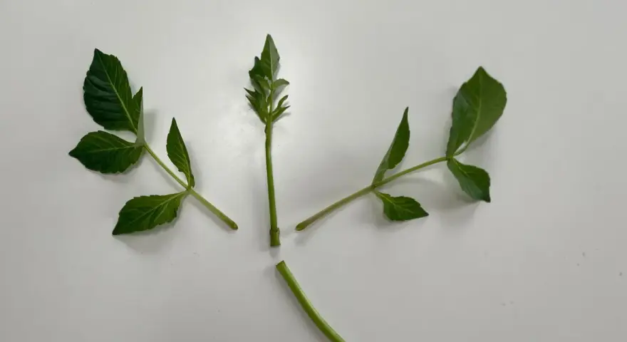 Gröna dahlia sticklingar redo att toppas för att främja buskigare tillväxt.