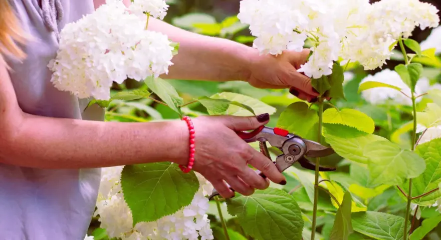 Frau schneidet mit einer Gartenschere weiße Hortensien. Die Blüten sind üppig und weiß, die Blätter grün.