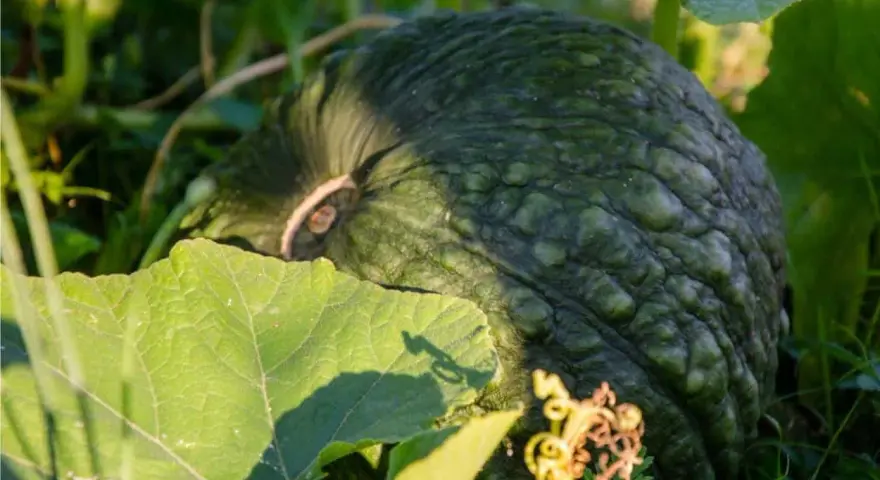 Zucche verdi e rugose, cresciute grazie a un ottimo concime per zucche, tra foglie rigogliose e un viticcio dorato.