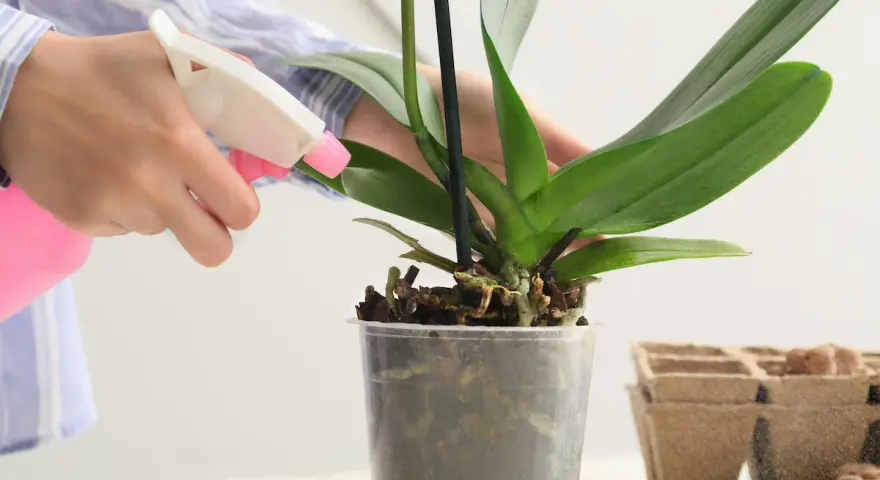 Eine Hand sprüht eine Orchidee mit einem rosa Sprühflakon. Die richtige Orchideen Pflege ist wichtig für gesunde Pflanzen.
