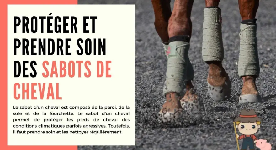 Gros plan sur les sabots d'un cheval, bandés pour la protection. Apprenez comment nettoyer une sole de sabot pour le bien-être de votre monture.