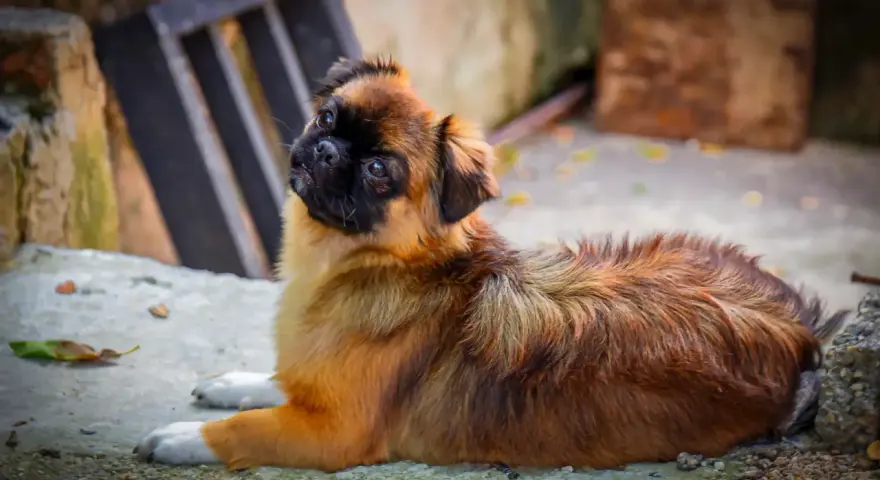 Uroczy spaniel tybetański leży na ziemi, ciekawie spoglądając w górę. Zastanawiasz się nad spaniel tybetański cena?
